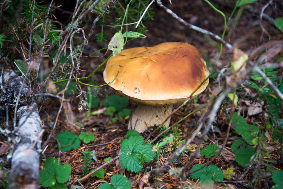 boletus close up fungus grass